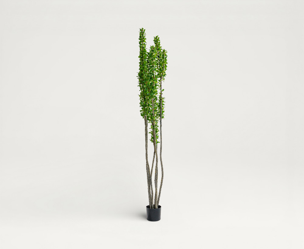 Ocotillo Tree - 213 CM