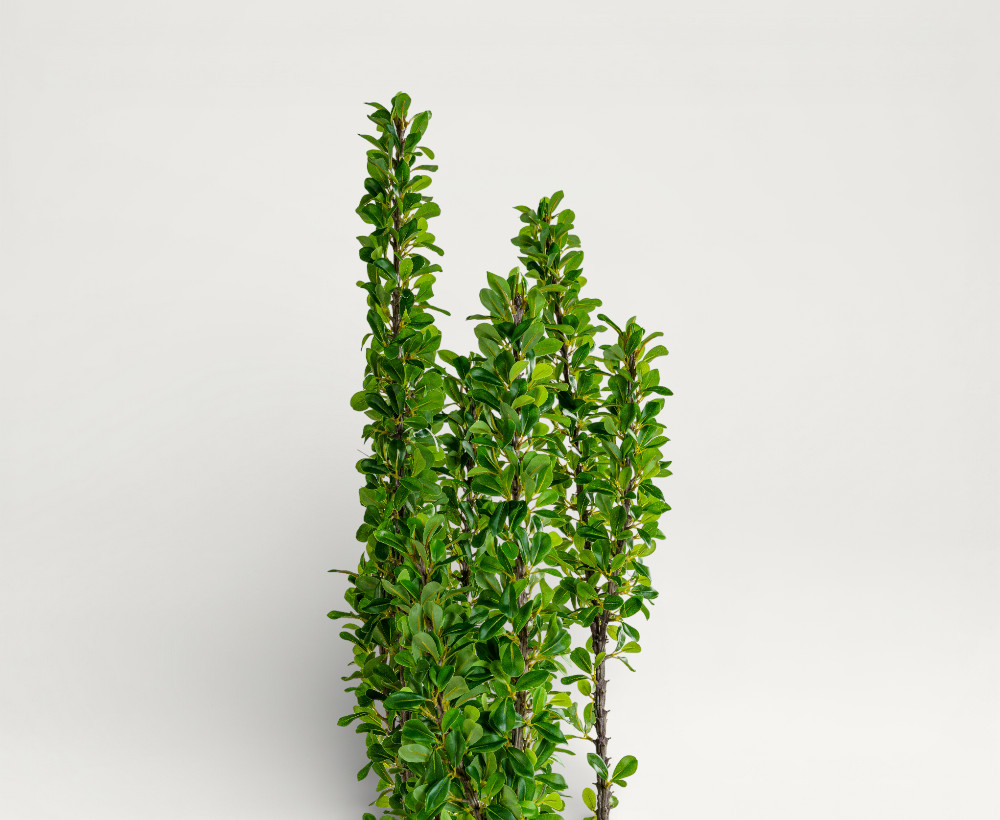 Ocotillo Tree - 213 CM