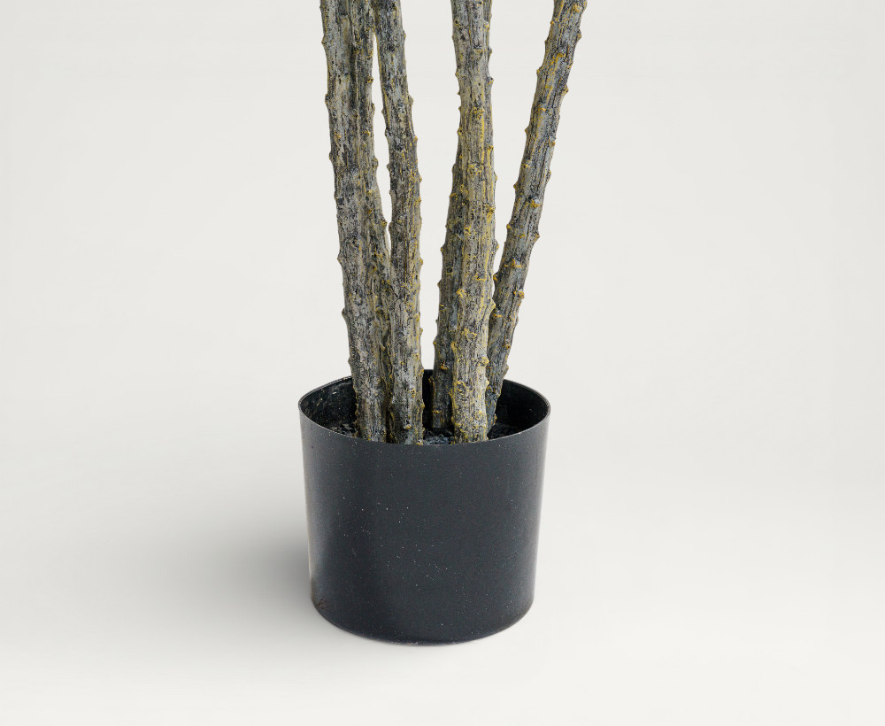 Ocotillo Tree - 213 CM