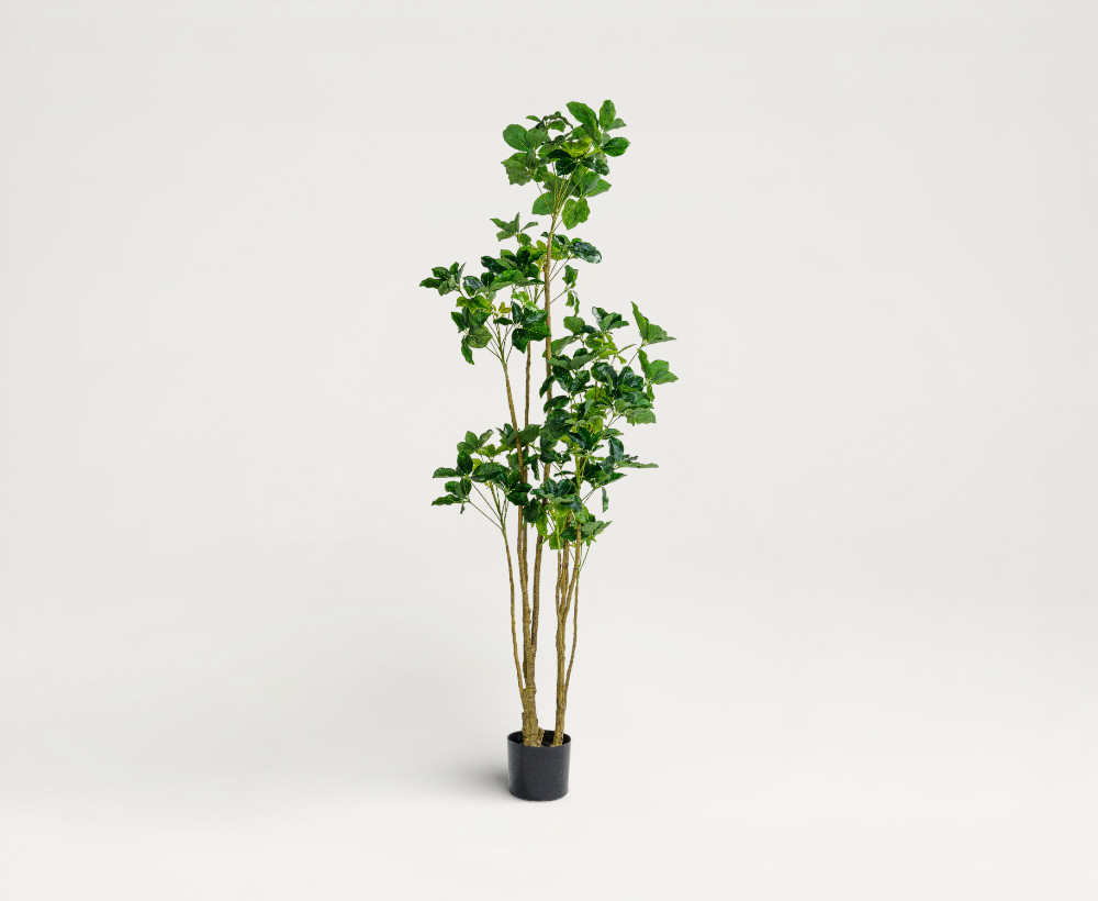 Schefflera Tree - 180 CM