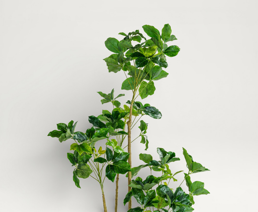 Schefflera Tree - 180 CM