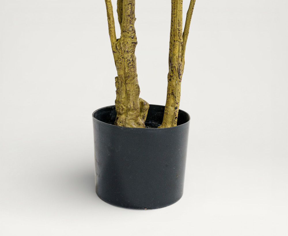 Schefflera Tree - 180 CM
