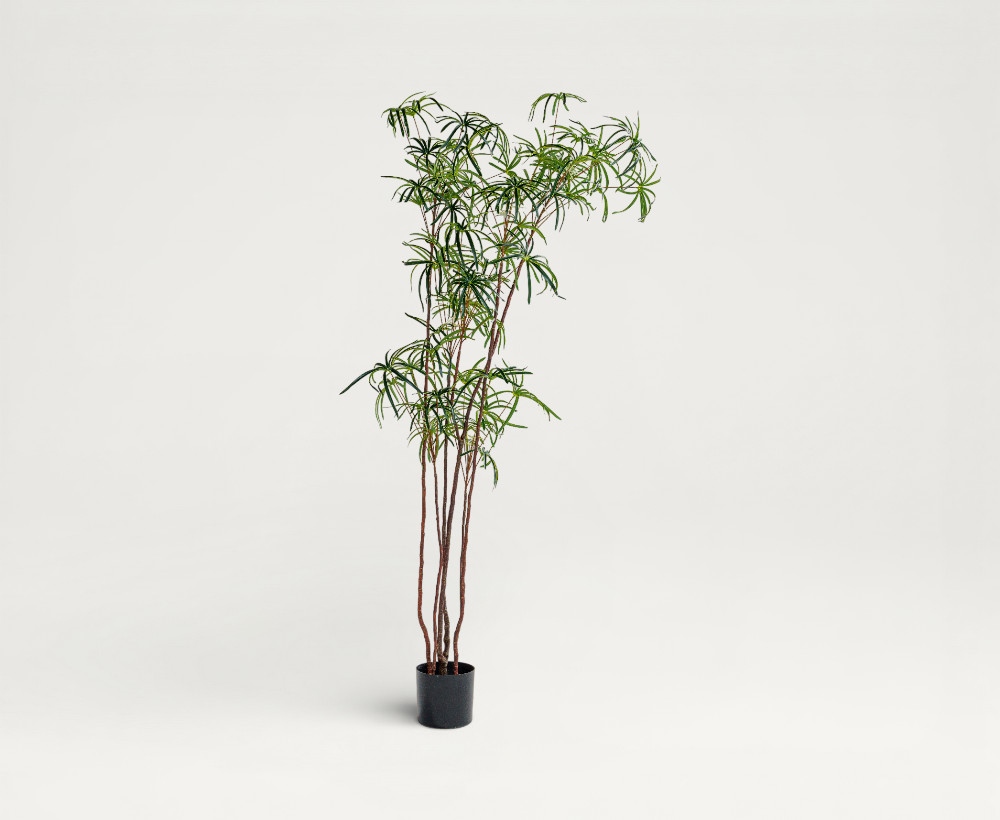 Australian Bottleneck Tree - 215 CM