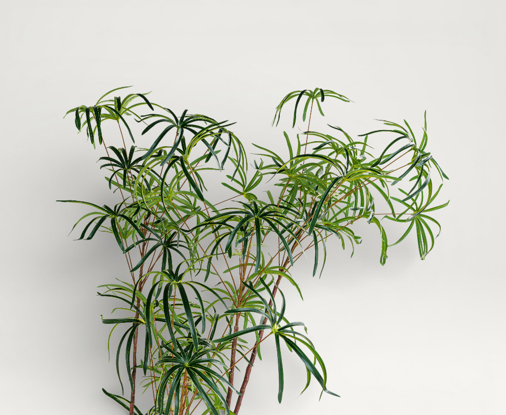 Australian Bottleneck Tree - 215 CM