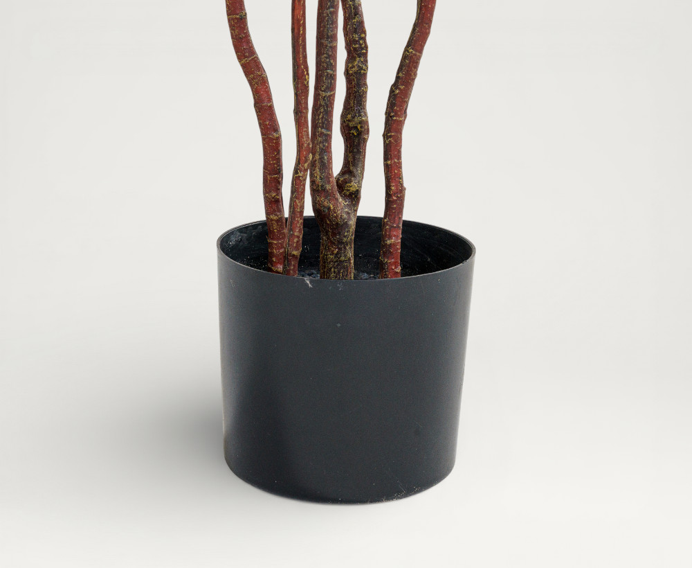 Australian Bottleneck Tree - 215 CM