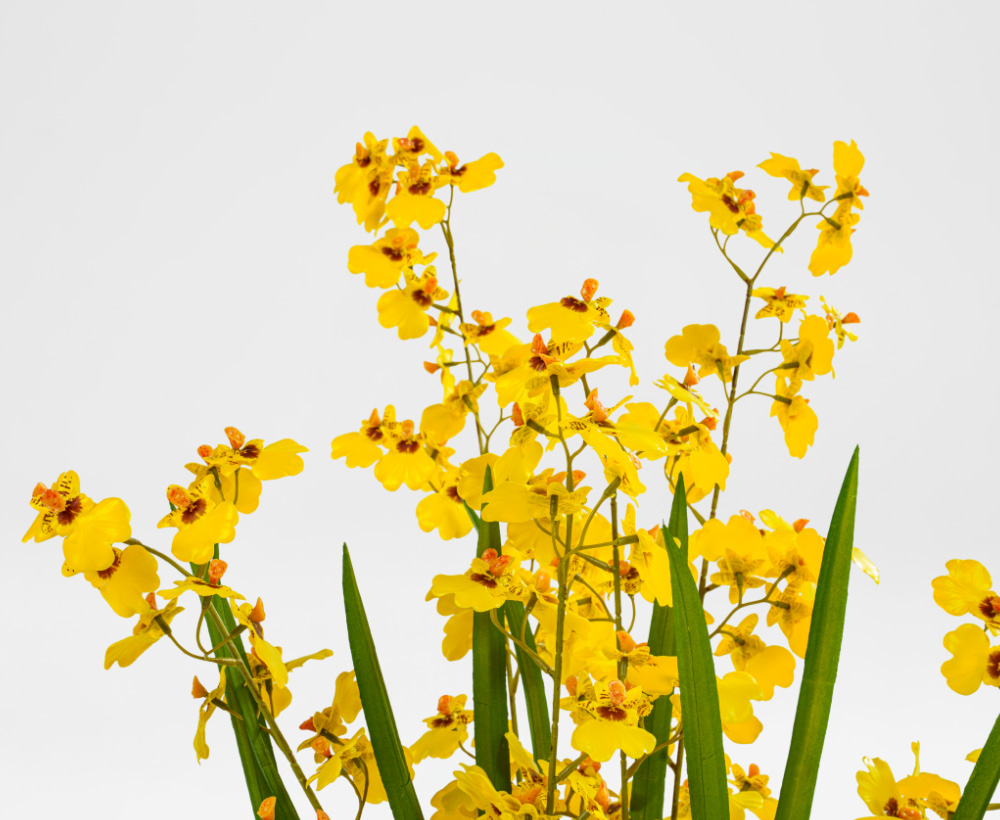 Artificial Phalaenopsis Arrangement with pot