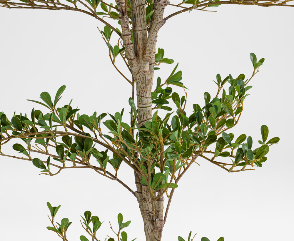 Olive Tree - 210 CM