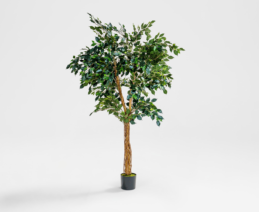 Ficus Tree - 210 CM