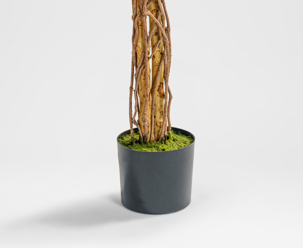 Ficus Tree - 210 CM