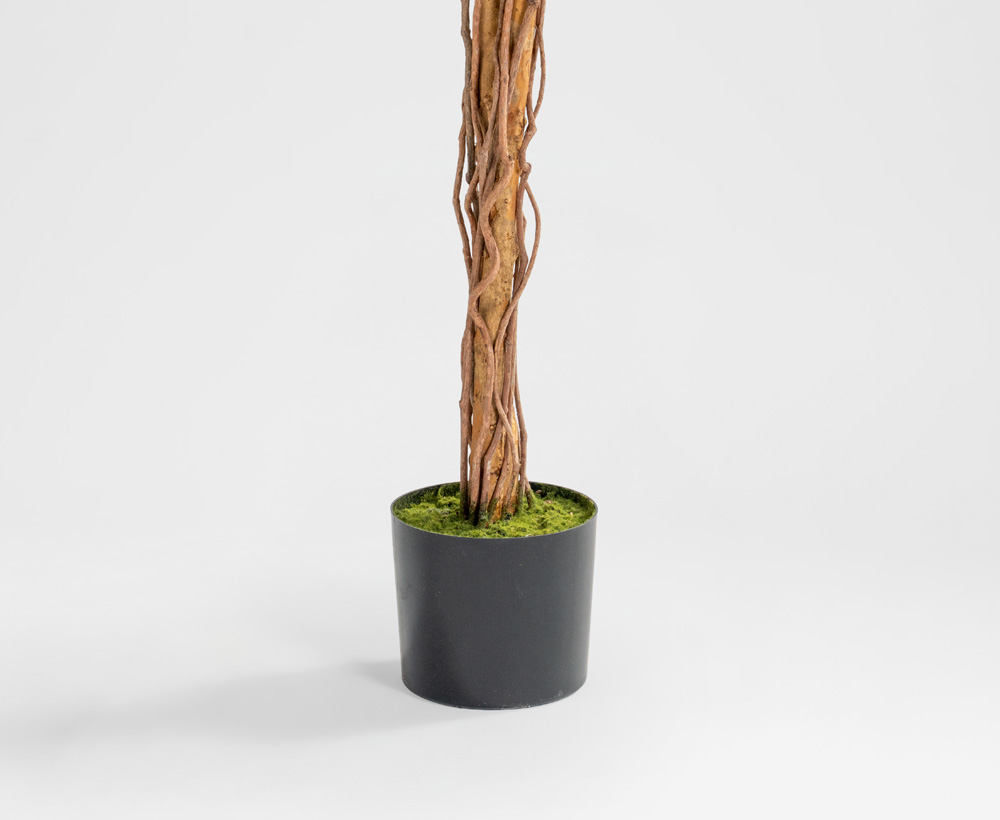 Mango Tree - 210 CM