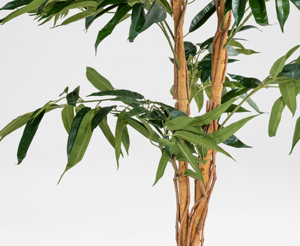 Mango Tree - 210 CM