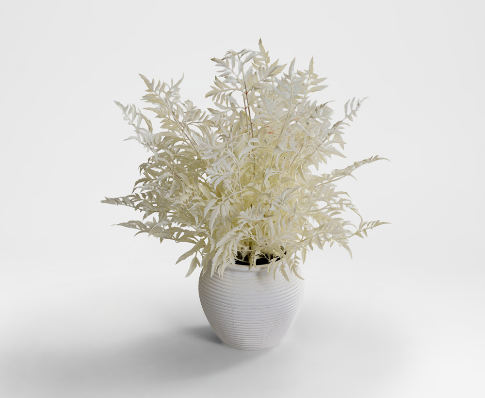 Maple Plant - 45 CM