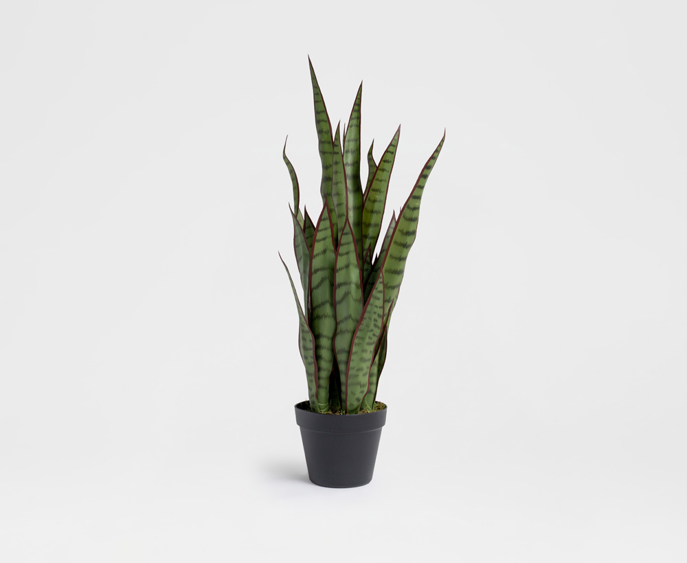Snake Plant - 70 CM