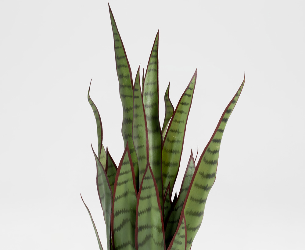 Snake Plant - 70 CM